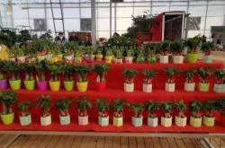 赤峰市批發(fā)市場在哪里?