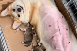 赤峰尋找柯基犬基地電話號碼