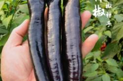 赤峰尖椒種子公司電話(huà)號(hào)碼