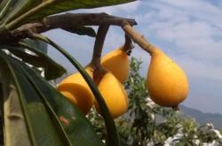 赤峰市琵琶收費站電話號碼