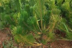 赤峰市馬尾松銷售電話號(hào)碼