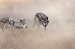 赤峰狼族救援隊(duì)電話地址查詢