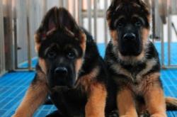 赤峰正規(guī)狗舍電話(huà)多少啊