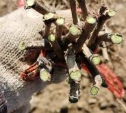 赤峰葡萄苗基地電話號碼查詢