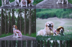 赤峰喀喇沁寵物店電話號碼