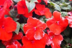 赤峰滑雪場花卉市場電話號碼