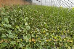 赤峰賈海采摘園電話號碼查詢