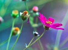 赤峰市唯美鮮花店電話號(hào)碼