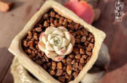 赤峰多肉市場地址電話號碼