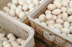 赤峰出售鵝蛋廠家電話號(hào)碼多少