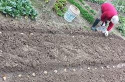 赤峰長芽土豆種植基地電話號碼