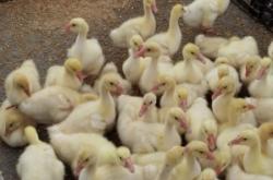 赤峰小攤賣魚(yú)電話多少號(hào)碼