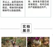 赤峰市鴨苗孵化場電話號碼