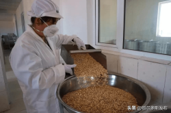 赤峰市野生杏仁基地電話號(hào)碼