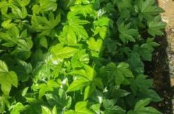 赤峰小盆馬鞭草出售電話(huà)地址