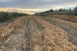 赤峰洪祥小米專賣店電話號碼