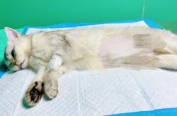 赤峰市便宜寵物醫(yī)院電話號碼