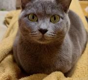 赤峰喂貓服務(wù)電話地址是多少號(hào)