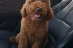 赤峰代賣寵物狗電話地址查詢