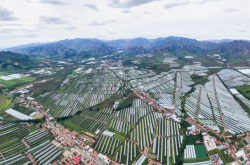 赤峰農(nóng)業(yè)大棚施工隊電話號碼