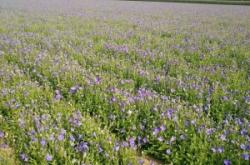 赤峰桔梗藥材種植基地電話號(hào)碼