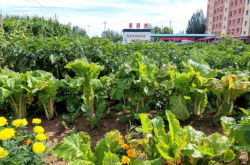 赤峰路口大娘燒烤電話號碼查詢