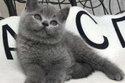 赤峰繁育貓舍地址查詢電話號(hào)碼