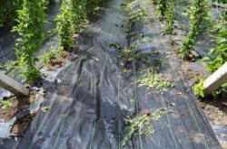 赤峰蒼術(shù)防草布廠家電話號(hào)碼