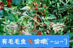 赤峰充氣毛毛蟲(chóng)廠(chǎng)家電話(huà)號(hào)碼