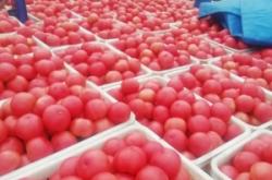 赤峰柿子火鍋店電話號(hào)碼多少