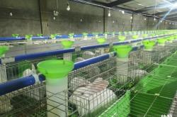 赤峰出售肉兔基地電話號碼