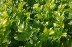 赤峰林西面粉銷售電話號(hào)碼