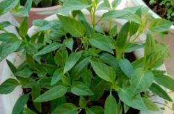 赤峰錦山白家熏雞創(chuàng)始人