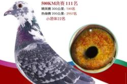 赤峰拍賣現(xiàn)場官網(wǎng)電話是多少號