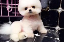 赤峰寵物狗回收電話號碼查詢