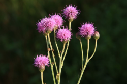 赤峰蒙古韭菜種植基地電話號碼