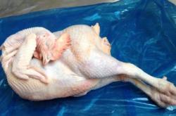 赤峰冷凍老母雞批發(fā)電話號(hào)碼