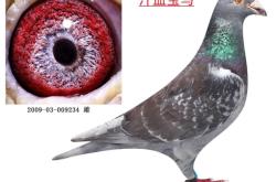 赤峰劉建東鴿舍地址電話號碼