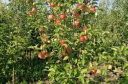 赤峰防腐木苗廠(chǎng)家電話(huà)號(hào)碼