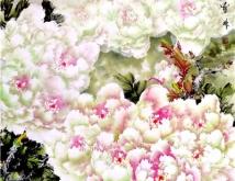 赤峰雅俗藝術(shù)館電話號(hào)碼是多少