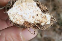 赤峰蒼術(shù)種子批發(fā)電話是多少號