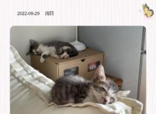 赤峰領養(yǎng)小狗狗的地方電話號碼