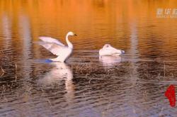 赤峰有賣(mài)大雁肉的嗎電話(huà)號(hào)碼