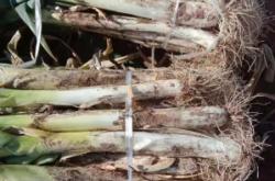 赤峰市賣大蔥的地方電話號碼