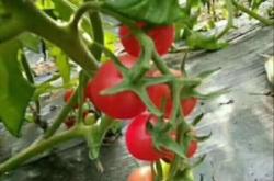 赤峰千禧郡艾灸館電話號碼