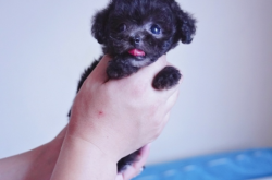 赤峰市泰迪幼犬育苗電話號碼