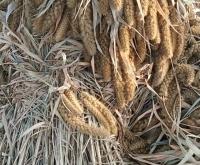 赤峰二手小米手機電話號碼