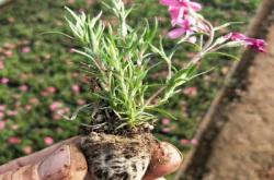 芝櫻花苗價(jià)格查詢