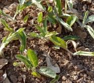 赤峰蒼術(shù)種苗種植基地電話號碼