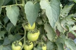 赤峰喀喇沁清真菜館電話號碼